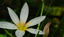 10月底开始转大运赚大钱，横财发不停，万事旺，贵人多助的四属相