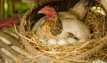 喜欢给靠近的人挖坑的生肖女