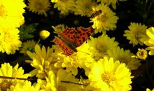 2020年好运到，霉运散尽横财来，4属相走上等运，发上等财