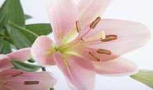 10月27号起好运不请自来！福禄双全，喜财逢运的3大生肖