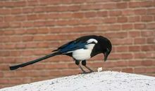 5号日子有盼头，正财涌进门，恭喜发财的四大生肖