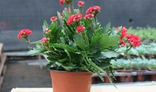 这4大生肖11月有钱有福，不是大富就是大贵