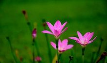 迎吉星的4属相 ，越过越幸福，事业顺风顺水，日子顺心顺意