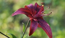 3大生肖，11月份顺风顺水，财神伴左右，生活美滋滋