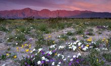 爱情中，往往最无法掌控的三大星座，要么轰轰烈烈，要么遍体鳞伤