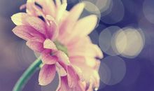 天才又如何？这三个星座虽然智商卓越，但碰到爱情，总会一败涂地