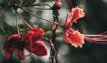 明天开始迎来好运加身的生肖，升职加薪，运势蒸蒸日上，享福无穷