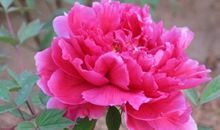 11月10号起，4属相财运达巅峰，事业大旺，喜事不断，生活富足