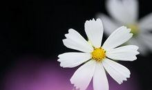 有本事，但最易单身的三个星座，风雨人生，充满挑战，没空谈恋爱