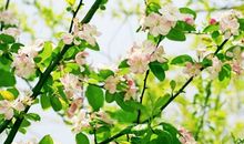 11月份火力全开，运势如虹，事业突飞猛进，金库满满的3生肖