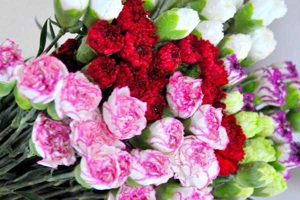 康乃馨花语是什么 爱与真挚的情感