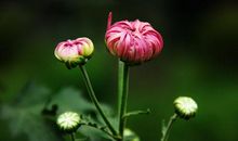 在未来7天，迎六合好运，4属相摆脱倒霉运，财运一发到底