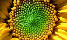 11月上旬前程似锦，有望脱单，事业爱情齐丰收的四个生肖