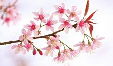 未来一年时至运来，贵人助力，事业如鱼得水，生活富裕的3大生肖