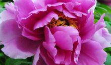 11月份紫气东来，4属相贵人出现，运势发展一跃千里，心情大好