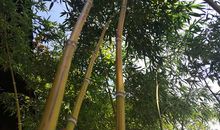 晨霁2020年星座运势简单版（白羊座和狮子座）