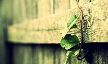 未来一路走好运，事业越来越好的生肖