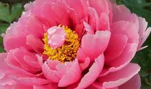 2019年11月中旬贵人非常多，4属相鱼跃龙门，事业高涨，幸福甜蜜