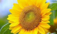 10月27号起赚钱机会多，财甲一方的3生肖，横财连连，生活富足