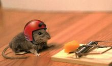 2020年鼠宝宝名字里带什么字好 带米字和豆字好