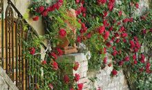 蔷薇家居摆放的风水及作用