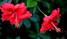 11月财星高照，钱财进账无数，赚得家财万贯，不会再穷的生肖