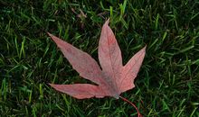 2020年起贵人辅佐，财神眷顾，财运大幅上涨，赚得腰包鼓的四属相