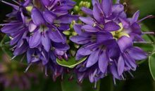 11月上旬3生肖惹不起，赚钱赚到手发软，往后余生不缺钱不缺福气