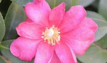 未来3年会有大运到来，富贵满盈，前途一片广阔的生肖