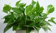 绿萝的风水寓意是什么 摆放有禁忌吗