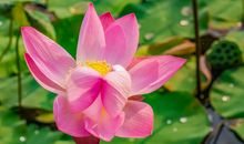 10月18号开始，4属相事业如鱼得水，好运气不断，必定富甲八方