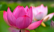 下周开始财运暴涨，4属相钱财滚滚进家门，富贵荣华挡不住