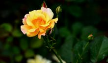 11月底开始财神眷顾，贵人辅佐，横财不断，财运一跃而起的四属相