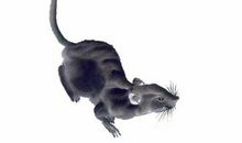 11月上旬之后，生活紫气缠绕，事业大有所成的四大生肖