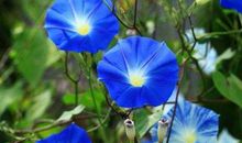 11月上旬大捞横财，十人九富的生肖，财运上上签，财富挡不住