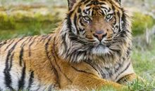 顾家又孝顺的三大生肖，家庭和睦，家运昌隆！