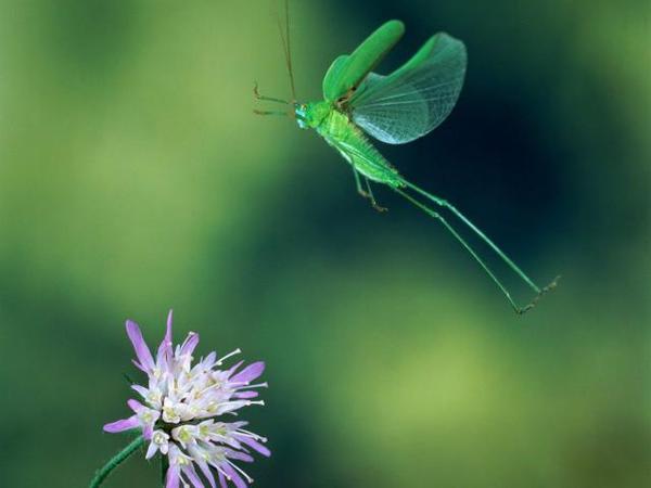 生肖鼠、牛、虎一生财运表现 3