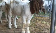 说话很冲，总是让人接受不了的生肖女