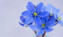 1947年的生肖何时好运(图文)