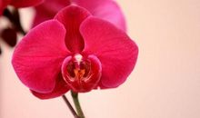 恭喜四生肖大运一到，11月7号开始日子越来越灿烂，霉运散去好运来!