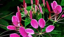 4属相未来10天福气满满，财源广进，好运连连，富贵多金