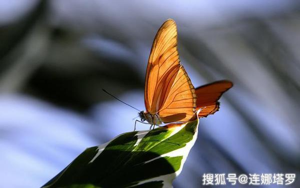 连娜塔罗牌占卜：选一只最漂亮的蝴蝶，测你的他会爱你多久 ？ 3