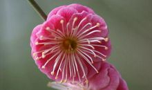 11月爱情运势好的没话说，不缺福不缺钱的生肖，日子当然幸福美满