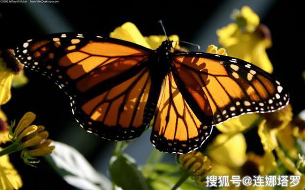 连娜塔罗牌占卜：选一只最漂亮的蝴蝶，测你的他会爱你多久 ？ 2