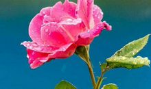 运势与日俱增的3生肖，10月23号之后能发财享富贵，鹏程万里