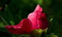 11月8号起财运走上坡路，闷声赚大钱，再没经济烦恼的生肖