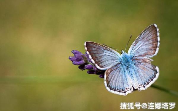 连娜塔罗牌占卜：选一只最漂亮的蝴蝶，测你的他会爱你多久 ？ 1