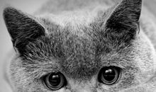 抱猫占星射手座2019年年运势小视频