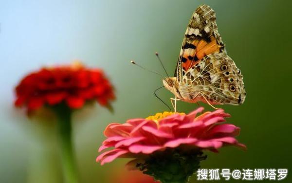 连娜塔罗牌占卜：选一只最漂亮的蝴蝶，测你的他会爱你多久 ？