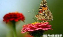 连娜塔罗牌占卜：选一只最漂亮的蝴蝶，测你的他会爱你多久 ？